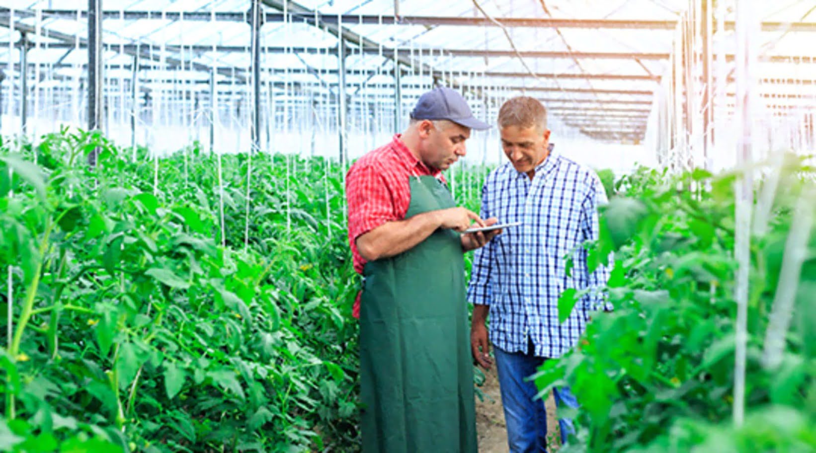 Five reasons food and beverage companies love business intelligence